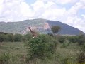 Kenya Safari Tsavo Est et Ouest 009